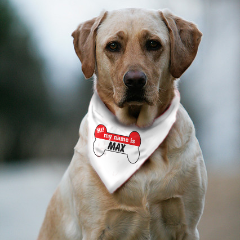 Hello My Name Is.. Personalized Dog Bandana